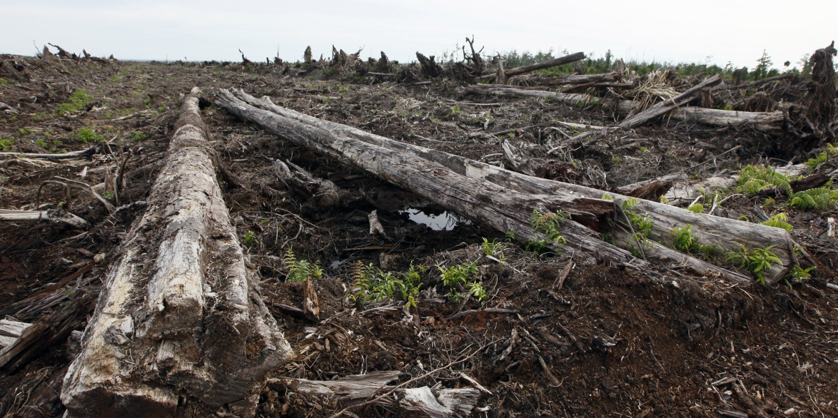 Peatland loss could emit 2,800 years’ worth of carbon in an ...